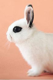 《使命召唤：战区手游》收入比COD手游下降了67%